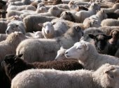 Fair Isle sheep gather