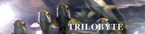 trilobite